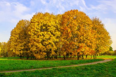 Sonbahar peyzaj çim Parkı çevreleyen yolu ile