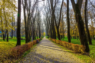 Sonbahar sahne ile ağaçlar ve çalılar gövdeleri