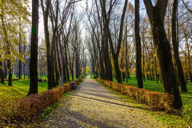 Ağaçlar ve çalılar sokak sonbahar sezonu boyunca