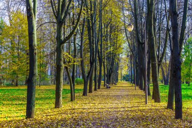 Sonbahar yatay, uzun sokak