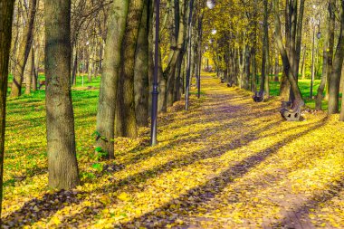 Park sokak sonbahar zaman sarı yapraklar kaplı