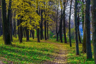Patika kuru düşmüş yaprakları ile Sonbahar Park