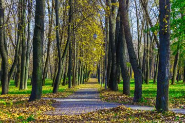 Ağaçlar ve sonbahar sokakta Park boyunca lambalar