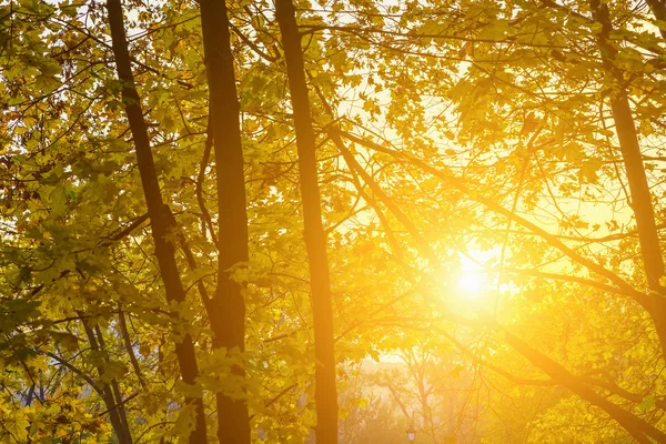 Le soleil brillant d'automne brille à travers les branches — Photo