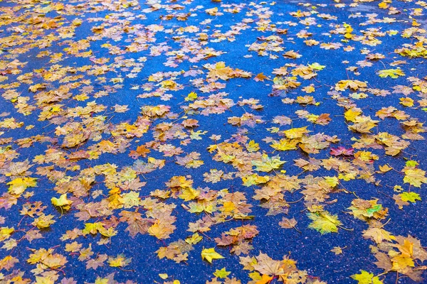 Цветные кленовые листья на асфальте — стоковое фото