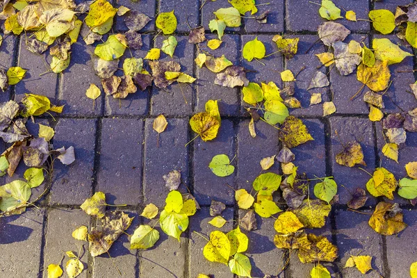Yellow and Dry Leaves on Road from Brick