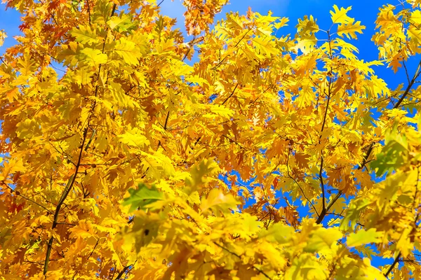 Ramas de roble con hojas amarillas en otoño —  Fotos de Stock