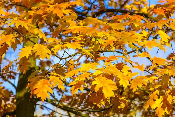 Fondo de otoño de hojas de OakYellow —  Fotos de Stock