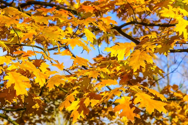 Hojas amarillas de roble en otoño —  Fotos de Stock