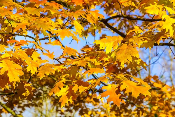 Follaje de roble amarillo en temporada de otoño —  Fotos de Stock