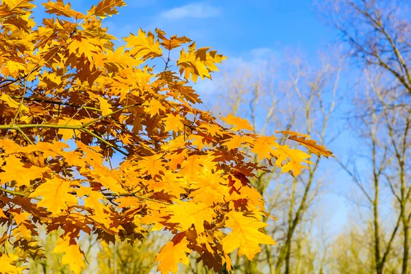 Bright Yellow Oak Leaves — Stock Photo, Image