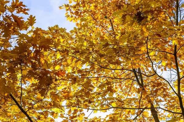 Árboles jóvenes de roble con follaje amarillo brillante —  Fotos de Stock