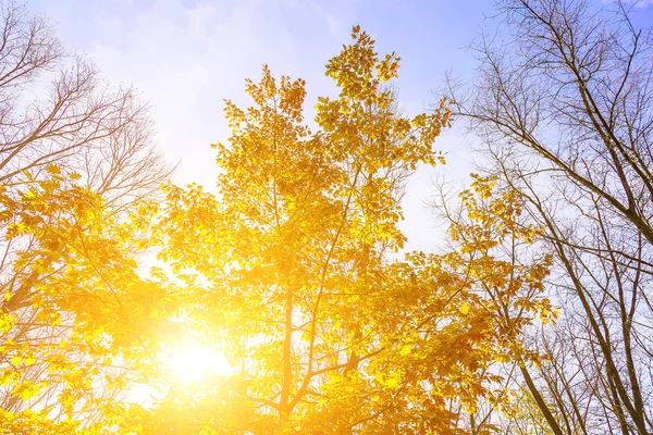 Φθινόπωρο δρύινου δέντρου με κίτρινα φύλλα — Φωτογραφία Αρχείου