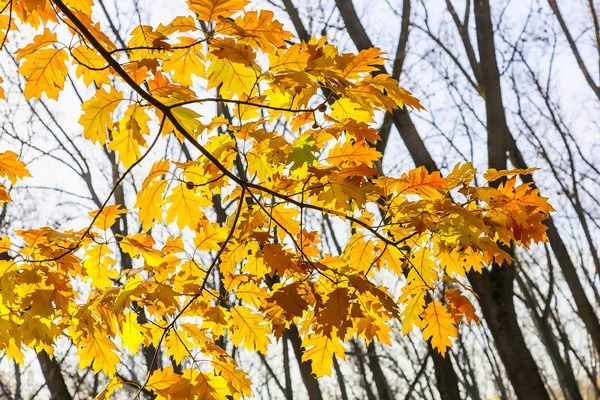 Hojas de roble amarillo brillante —  Fotos de Stock