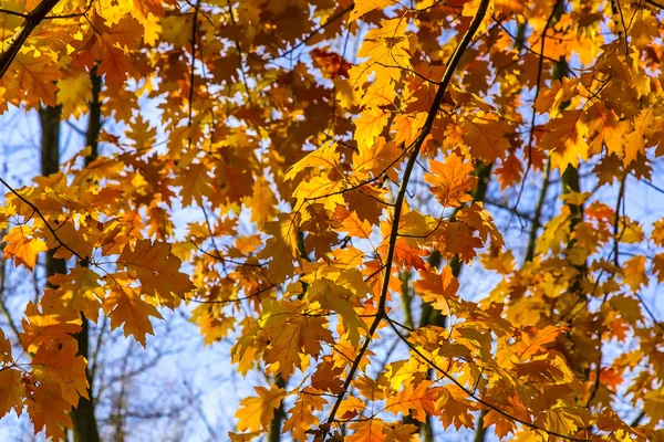 Ramas de roble con hojas amarillas de otoño —  Fotos de Stock