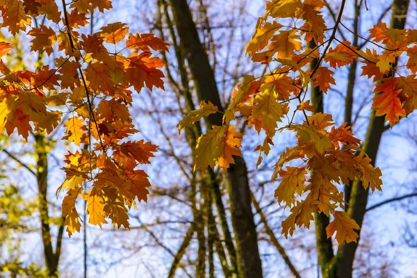 Branches of Oak Tree with Colorful Autumn Leaves — Stock Photo, Image