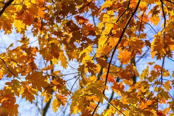 Hojas de roble de colores brillantes en las ramas —  Fotos de Stock