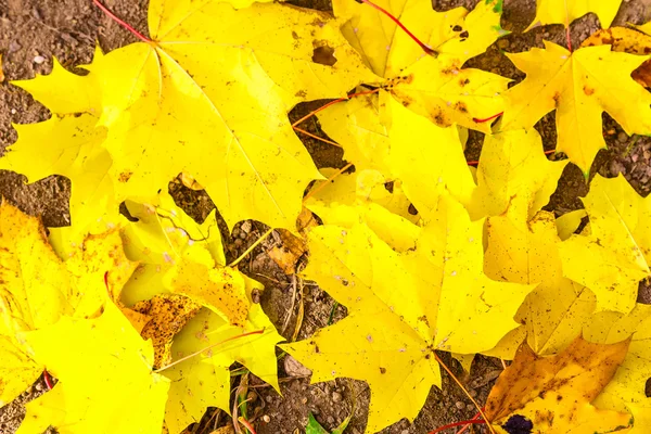 在地面上的黄色枫叶 — 图库照片