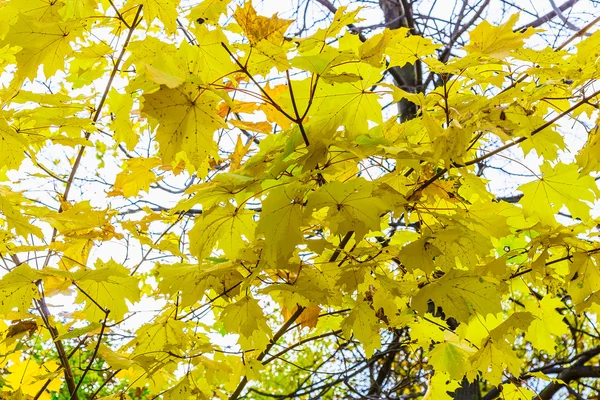 Ramas de árbol con follaje de arce amarillo —  Fotos de Stock