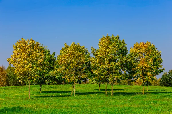 Podzimní stromy na louce — Stock fotografie