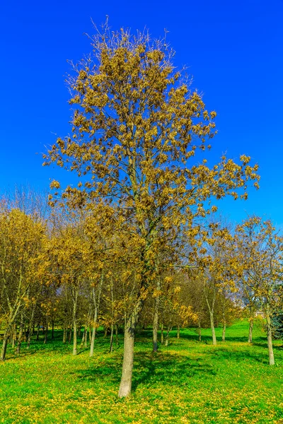 Podzimní stromy na zelené trávě — Stock fotografie