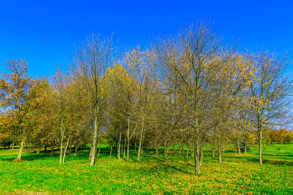 Árvores de outono ramificadas no gramado — Fotografia de Stock