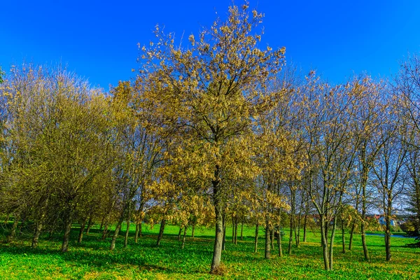 Podzimní Park se stromy a trávy — Stock fotografie