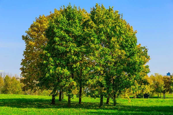 Осінні дерева барвисті, на Луці — стокове фото