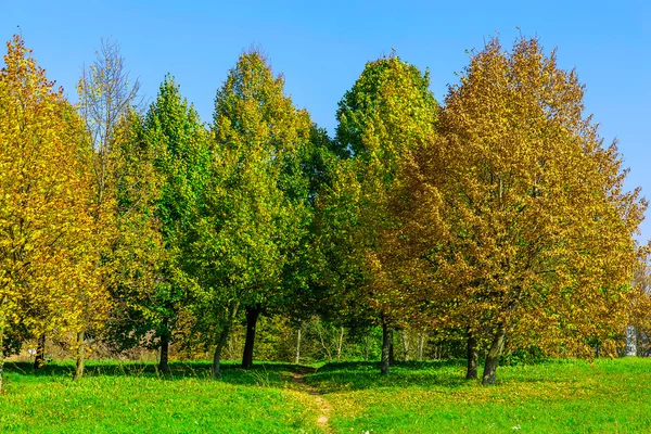 Outono paisagem com árvores e grama — Fotografia de Stock