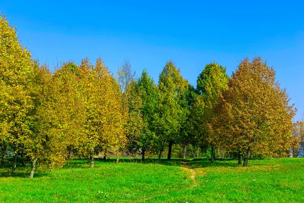 Paesaggio autunnale con alberi su erba — Foto Stock