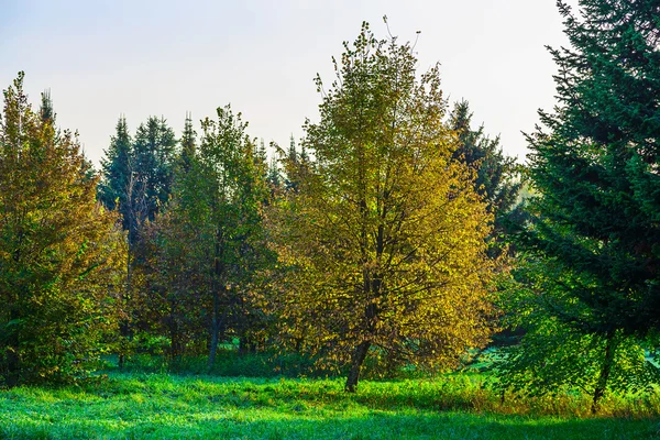 Park av höstträd med färgade bladverk — Stockfoto