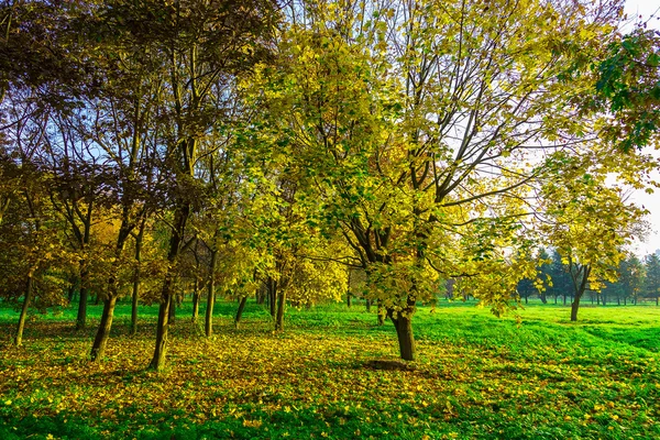 Autumn Park z drzewami wielobarwny i opadłych liści — Zdjęcie stockowe