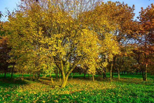Maple Branchy com folhas caídas no Parque de Outono — Fotografia de Stock