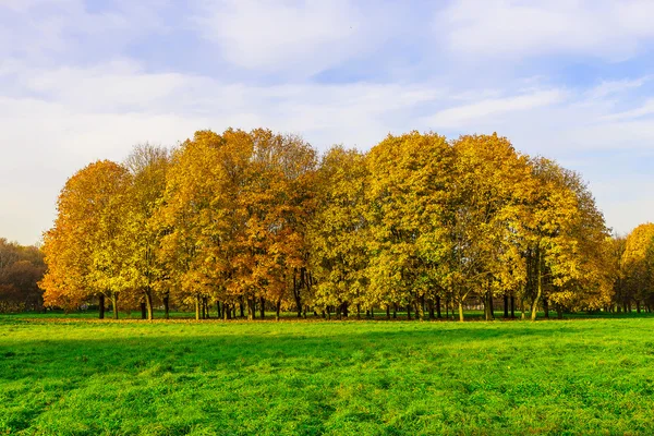 Осінь зору золотого дерева і зеленої трави — стокове фото