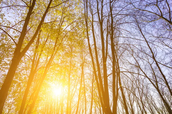 Des troncs sombres d'arbres d'automne contre le ciel — Photo