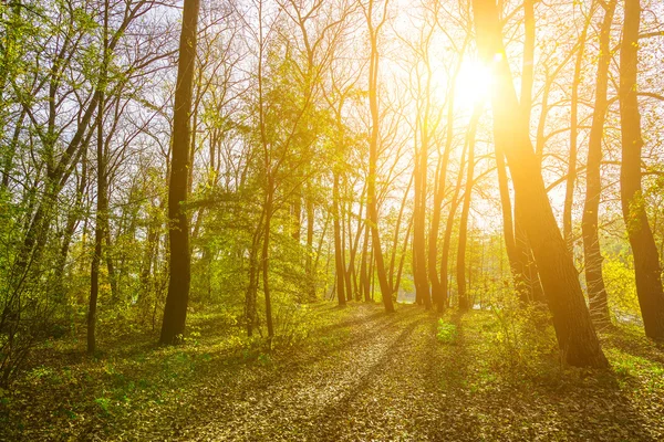 Деревья, кусты и путь в солнечном свете осенью — стоковое фото