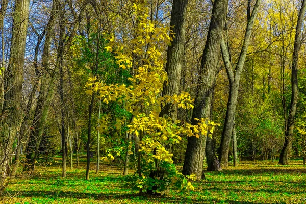 Paisagem de Outono com Jovem Bordo Amarelo no Parque — Fotografia de Stock