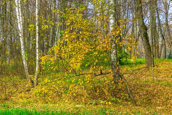 Árvore colorida de outono contra árvores com ramos nus — Fotografia de Stock