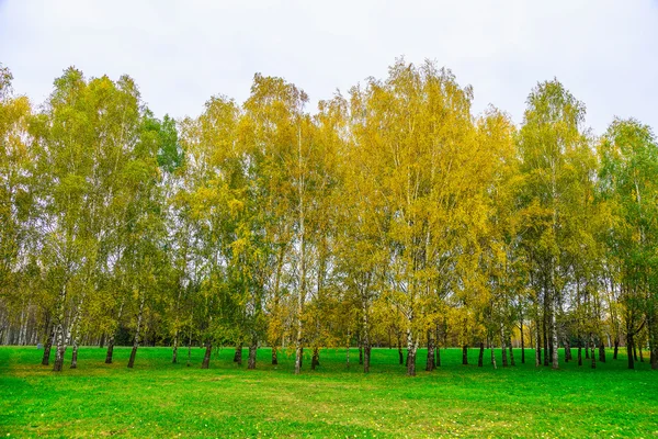 黄色の葉の白樺の木の秋の背景 — ストック写真