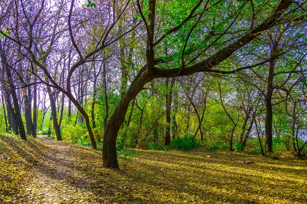 Jesiennego krajobrazu z rozłożystym drzew w pobliżu szlaku — Zdjęcie stockowe