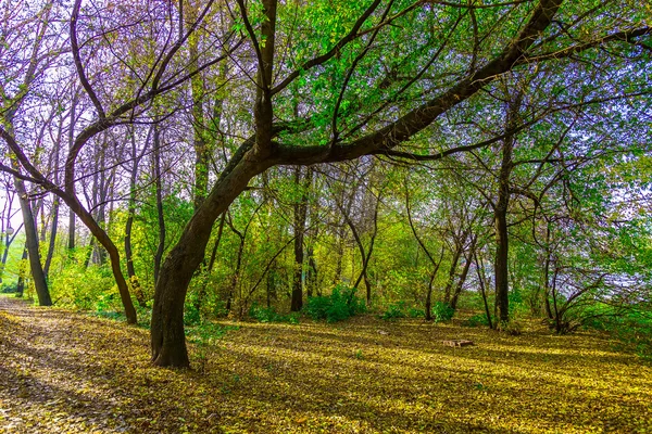 Alberi con foglie verdi nel parco autunnale — Foto Stock