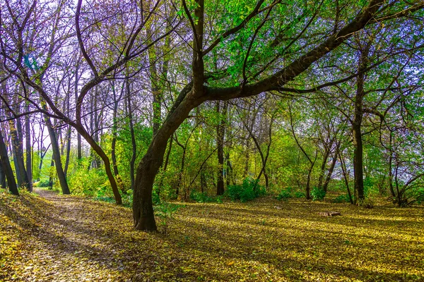 Jesienny widok na rozłożystym drzewie w parku — Zdjęcie stockowe