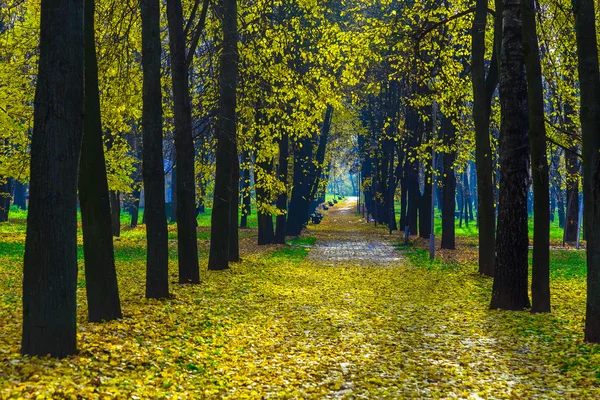 Paisagem de outono com beco coberto caído folhagem amarela — Fotografia de Stock