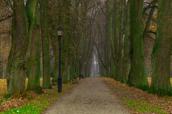 Long Alley Trees with Powerful Trunks in Autumn