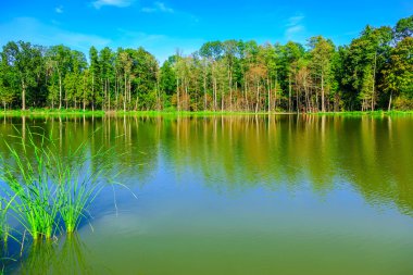 Lake yakınındaki renkli ağaçlarla peyzaj