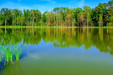 Yeşil ağaçlar ve çim yakın göl sahne
