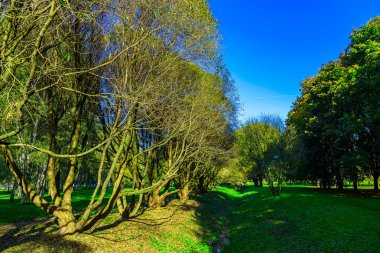 Sonbahar doğa ağaçlar sıra ile