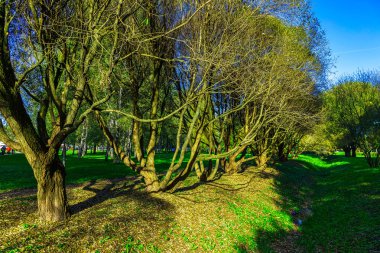 Sonbahar manzara çıplak ağaçlar sıra ile