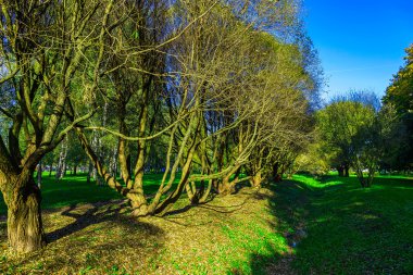 Sonbahar çıplak ağaçlar arasında yeşil çimen