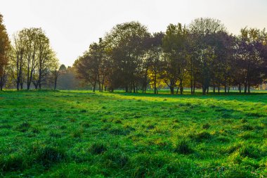 Ağaçları sonbahar yaprakları arasında yeşil çim ile